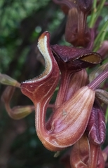 Aristolochia maxima