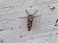 Triodia adriaticus