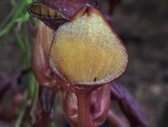 Aristolochia maxima