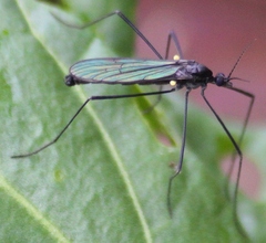 Gnophomyia