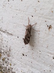 Triodia adriaticus