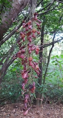 Aristolochia maxima