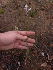 Ixia polystachya polystachya