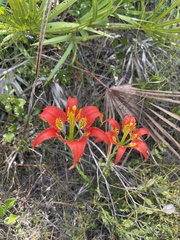 Lilium catesbaei image