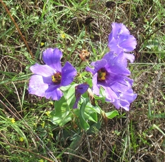 Eustoma russellianum