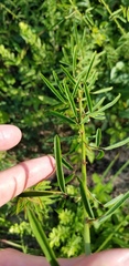 Desmodium strictum