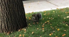 Sciurus carolinensis