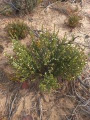 Aspalathus costulata