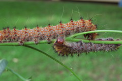 Holocerina smilax