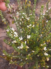 Aspalathus costulata