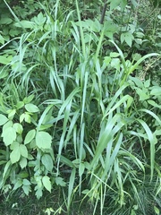 Poaceae