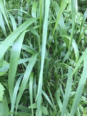 Poaceae
