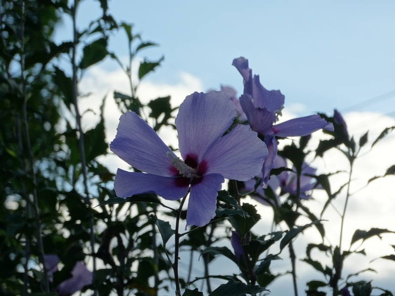 Hibiscus syriacus