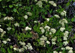 Microglossa mespilifolia