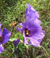 Eustoma russellianum