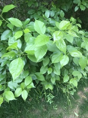 Maclura pomifera