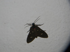 Euclera rubricincta
