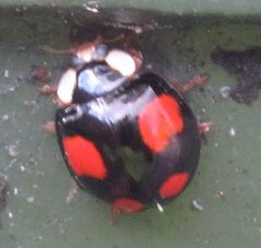 Harmonia axyridis
