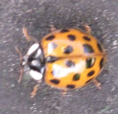 Harmonia axyridis