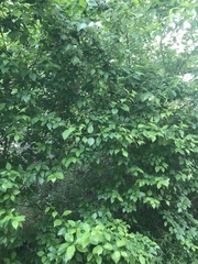 Maclura pomifera