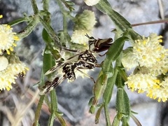 Paramantispa decorata