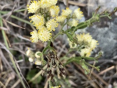 Paramantispa decorata