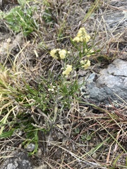 Paramantispa decorata