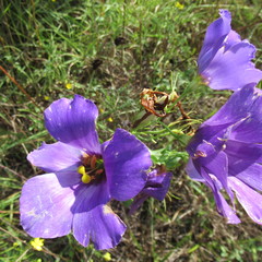 Eustoma russellianum