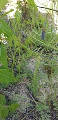 Crotalaria purshii