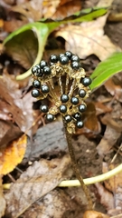 Anguinum