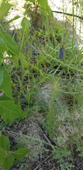 Crotalaria purshii