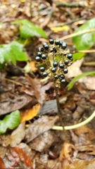 Anguinum