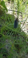 Crotalaria purshii