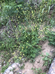 Rapistrum rugosum