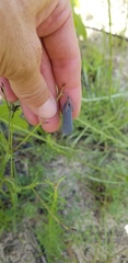 Crotalaria purshii