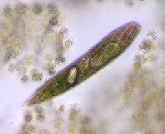 Lepocinclis fusca