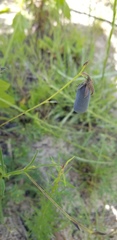 Crotalaria purshii