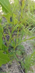 Crotalaria purshii