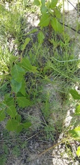 Crotalaria purshii