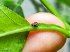 Scymnobius ecuadoricus