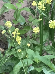 Rapistrum rugosum