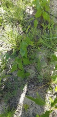 Crotalaria purshii