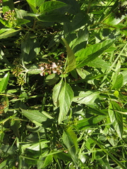 Stevia lucida