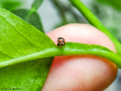 Scymnobius ecuadoricus