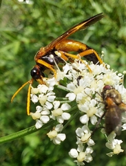 Tenthredo campestris