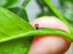 Scymnobius ecuadoricus