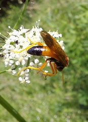 Tenthredo campestris
