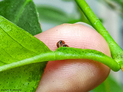 Scymnobius ecuadoricus