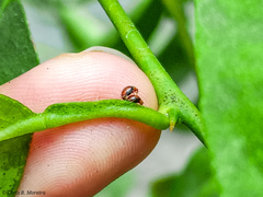 Scymnobius ecuadoricus