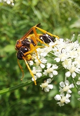 Tenthredo campestris
